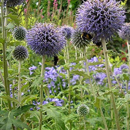 6 x Banater Kugeldistel 'Taplow Blue' - Echinops Bannaticus 'Taplow Blue' Topf 9x9cm: Violette Kugelblüten, winterhart, trockenheitsverträglich.