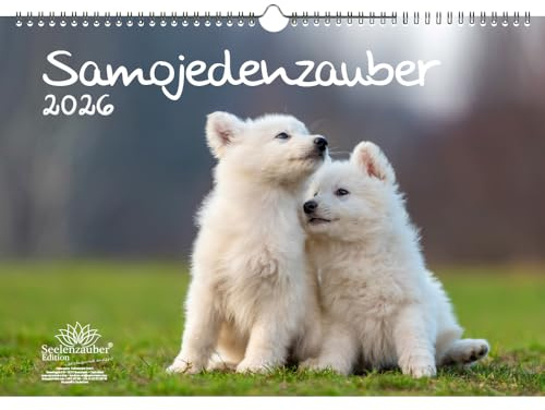 Samojedenzauber DIN A3 Kalender für 2026 Welpen und Hunde - Seelenzauber