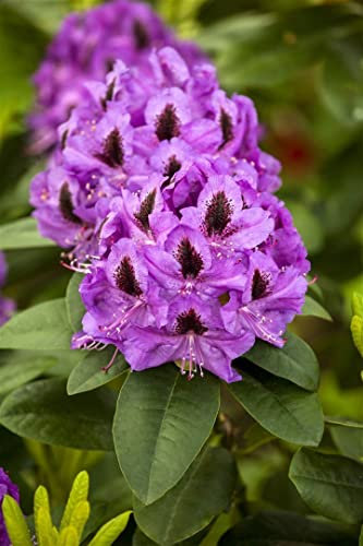 Rhododendron Hybr. 'Orakel' 30-40 cm - Rhododendron, rosa Blüten, Blütezeit Mai-Juni, ideal für halbschattige Standorte, immergrün, winterhart