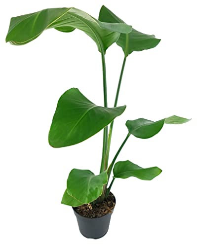 Fangblatt - Strelitzia nicolai - imposante Baumstrelitzie im Ø 12 cm Topf, ca. 40 cm hoch - außergewöhnliche Grünpflanze