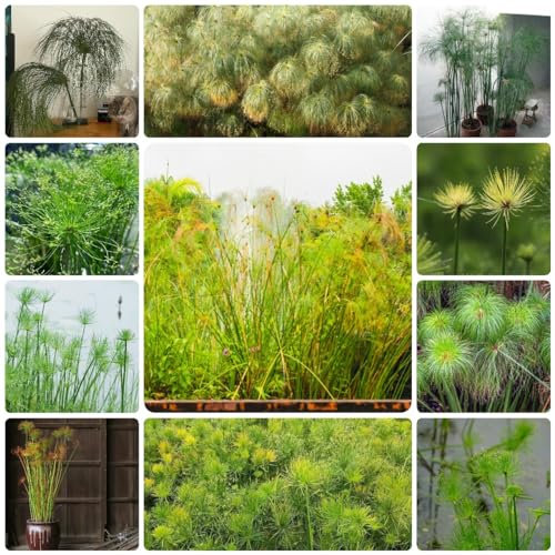 400 Pcs Echter Papyrus Samen - Cyperus Papyrus - Kräuter Pflanzen, Luftreinigende Zimmerpflanzen Samen, Exotische Samen Zypergras Teichpflanzen Samen, Kletterpflanzen Winterhart, Pflanzen