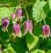 Garten-Waldrebe Columella 60-80cm - Clematis koreana
