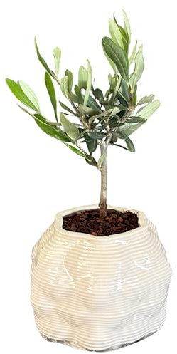 I Giardini di Giulia | Bonsai di Olivo in Vaso di Ceramica Artigianale “Bangkok” Ø10 cm H.23 | Pianta Vera da Interno o Esterno | Idea Regalo Elegante e Naturale