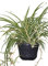 Indoor Plant -House or Office Plant -Chlorophytum - Hanging Spider Plant- Bushy Plant