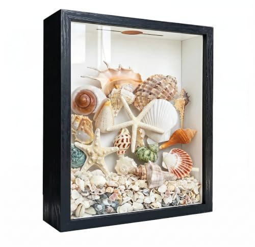 Schattenbox mit Schlitz auf der Oberseite, 21,6 x 26,7 cm, Muschel-Halter, Schaukasten, Muschel-Aufbewahrungsbox, Vitrine verziert mit Muscheln und Seestern-Ornamenten, schwarz.