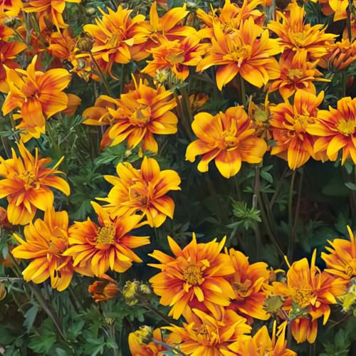 Bidens ‘Bee Happy Double Orange’. Plug Plant x 4. Two Tone Orange Daisy. Bedding Flowers for Hanging Baskets. Available from Bedwen Plants.