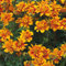 Bidens ‘Bee Happy Double Orange’. Plug Plant x 4. Two Tone Orange Daisy. Bedding Flowers for Hanging Baskets. Available from Bedwen Plants.