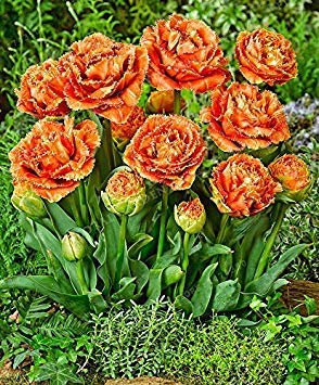 Echte Tulpenzwiebeln Pflanze Blume (Nicht Tulpensamen) Professionelle Niederlande Tulipa Gesneriana Blume Pflanze Für Hausgarten -2 Zwiebeln 9