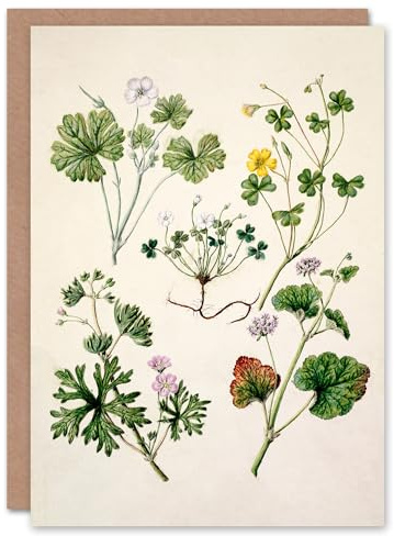 Artery8 Sarah Featon Art Card Vintage New Zealand Wildflower Illustration