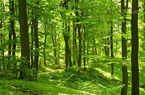 Papier Peint Photo INTISSÉ-FORÊT-(PF297)-400x260 cm-Arbres Lac Montagnes Clairière Bouleaux Hêtres Oliviers Plage Roches Fleurs Paysage Nature Panorama Murale XXL Poster Géant Affiche Décoration