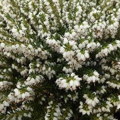 3x Winterblühende Heide 'Weiß' - Erica darleyensis 'Weiß' - 10-12, Kleincontainer 10,5