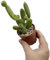 Fangblatt - Opuntia quitensis - exotischer Gliederkaktus im Ø 6 cm Topf - exotischer Kaktus - pflegeleichte Zimmerpflanze