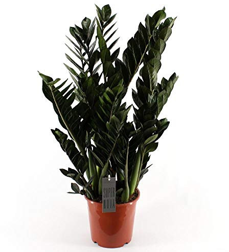 Scharze Glücksfeder, (Zamioculcas zamiifolia), Sorte: Super Nova, Zamie, Zamia Farn, Zamia Palme, pflegeleichte Zimmerpflanze (im 21cm Topf. ca. 85cm hoch)