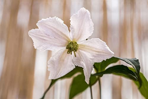 Clematis Hybride 'John Paul II' 40-60 cm - Waldrebe, weiße Blüten mit rosa Streifen, Blütezeit Mai-September, ideal für Rankgerüste, winterhart und pflegeleicht