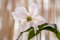 Clematis Hybride 'John Paul II' 40-60 cm - Waldrebe, weiße Blüten mit rosa Streifen, Blütezeit Mai-September, ideal für Rankgerüste, winterhart und pflegeleicht