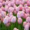 Tulpenzwiebeln Winterhart MehrjäHrig Blumenzwiebeln Zierlauch Zwiebeln Gartendeko FüR DraußEn Balkon Blumen Deko Winterharte KüBelpflanzen Gartenpflanzen Winterlinge 10 Tulpen Zwiebeln Leicht rose