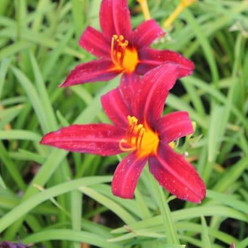 6x Taglilie 'Crimson Pirate' - Taglilie 'Crimson Pirate' - Topf 9x9cm