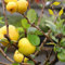 100 Seeds: Osage Orange Tree Seeds, maclura pomifera: Only seeds