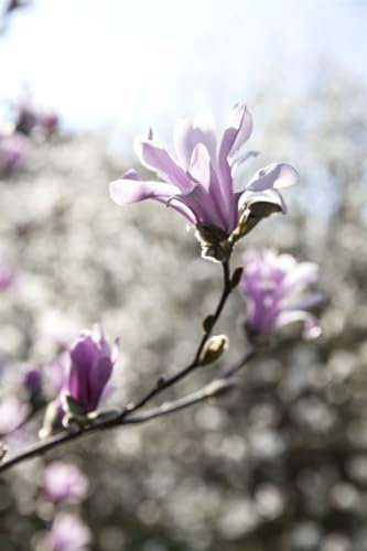 Magnolie 'Leonard Messel' - Winterharte Zierpflanze, Solitär 3x veredelt, Duftend, Rosa-Weiße Blüten, 175-200cm