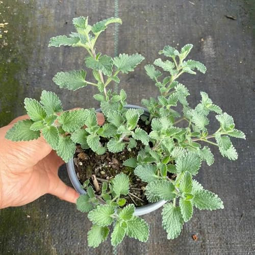 800 pcs katzenminze samen pflanzen garten pflanzen wiesenblumen samen, dachbegrünung samen frühlingsblumen kräuter pflanzen balkonpflanzen winterhart, kräutersamen bio saatgut blumen