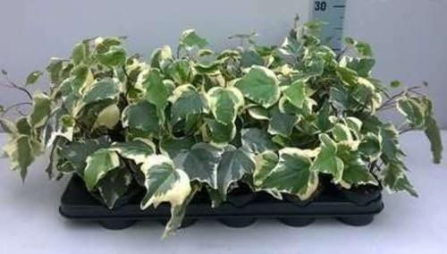 12 x Hedera alg Gloire de Marengo - Lierre Des Canaries en pot 9 x 9 cm