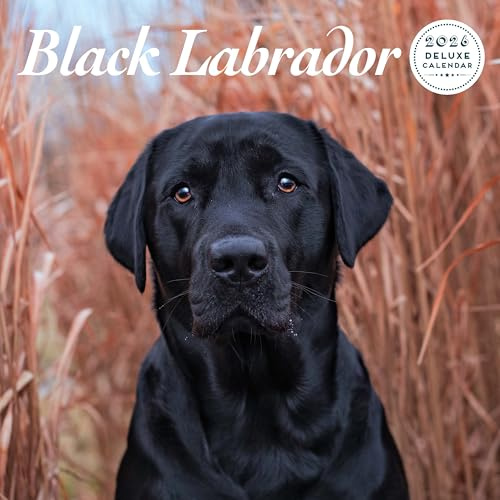 Labrador Black 2026 Deluxe Kalender