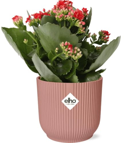 Flammendes Käthchen – Kalanchoe Rosalina Don Justino Rot – Zimmerpflanze mit roten, gefüllten Blüten – Inklusive Vibes Fold Topf Rosa 14cm