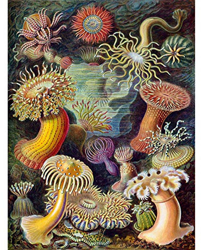 Wee Blue Coo 49th Plate Ernst Haeckel Kunstformen Der Natur Anemones Large Art Print Poster Wall Decor 18x24 inch