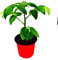 Mini Herz Tomatenpflanze Lycopersicon esculentum Tomaten