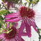 GardenersDream Passiflora Anastasia - Violette Passionsblume Pflanze - Kletterpflanzen Exotisch - Balkon Pflanzen Großblumig