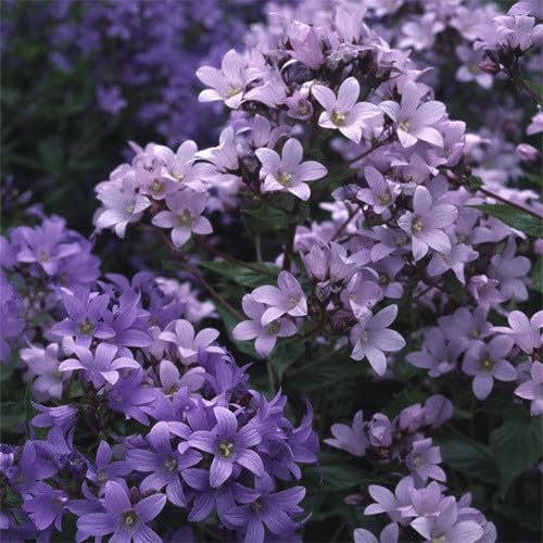 Plant World Seeds - Campanula Lactiflora 'Prichard's Variety' Seeds (Perennial Flower Seeds)