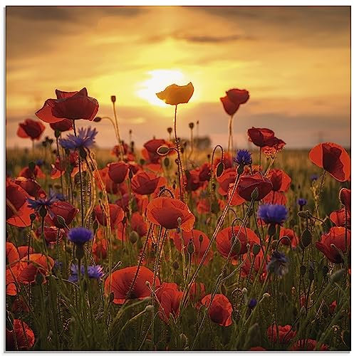 ARTland Wanddeko Glasbilder Wandbild Glas Bild einteilig 50 x 50 cm Botanik Blumen Mohnblume Foto Rot Mohnblumen im Abendlicht S9RX