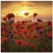 ARTland Wanddeko Glasbilder Wandbild Glas Bild einteilig 50 x 50 cm Botanik Blumen Mohnblume Foto Rot Mohnblumen im Abendlicht S9RX