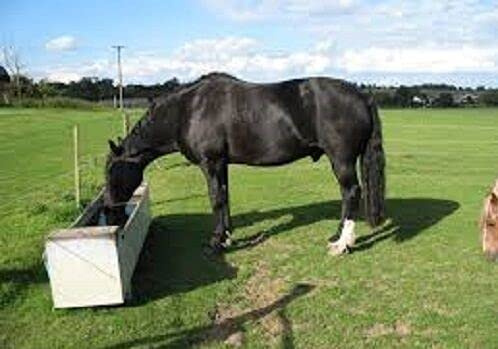 1kg Herb and Grass Seed Bulk of Paddock Pastures Mix (Timothy, Strong Crf, Cocksfoot, SSMG, Sheeps Parsley, Yarrow, Chicory, Sheeps Burnet and Ribgrass) for Horse Pony, Goat and Sheep
