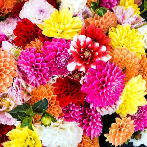WJKWY-Q 2 pcs dahlien knollen winterhart zwiebeln - pflanztopf Pflanze Geschenke für ältere Menschen,dahlie Dahlia, balkonpflanzen winterhart Gartenarbeit blumendeko gartenpflanzen
