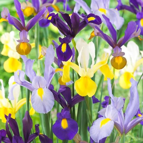 Collezione Super di Iris Olandesi Mista (50 pièces), Collezione di Gigli Spada, 5 varietà/colori, Perenne, Bulbi di Fiori Olandesi Resistenti al Freddo per Giardino, Vaso (grandi bulbi, non semi)