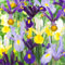 Collezione Super di Iris Olandesi Mista (50 pièces), Collezione di Gigli Spada, 5 varietà/colori, Perenne, Bulbi di Fiori Olandesi Resistenti al Freddo per Giardino, Vaso (grandi bulbi, non semi)