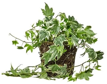 DECOALIVE Hiedra Variegata Planta Natural Hiedra con Hojas Bicolores Hiedra Inglesa