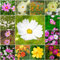 15 pcs cosmea blumen samen - balkonpflanzen winterhart pflanzensamen saat winterharte pflanzen für garten blumensamen gastgeschenk hochbeete für garten wildblumensamen bodendecker
