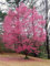 Go Garden 5 Okame Kirschbaum Samen Blüte Japanse Ornimental Garten-Blumen-Bright Pink