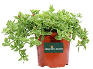 Pianta di Aptenia Cordifolia pianta da esterno pianta da fiore pianta succulenta pianta ornamentale pianta vera di Aptenia venduta da eGarden.store