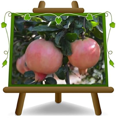EURO PLANTS VIVAI Melograno Valenciana Pianta da Frutto età 2 anni