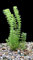 Live Aquarium Plants 'Limnophila Sessiliflora' (10x) Tropical Rooted Fish Tank Snail Free |Floratica|