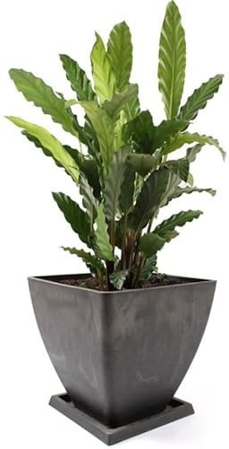 KOTARBAU® Maceta de Materiales reciclados 30x30 cm, Maceteros reciclados, Macetero Minimalista, Macetero Cuadrado, Macetero Gris, Maceta con Plato ecológica, Tiesto para Plantas para Exteriores