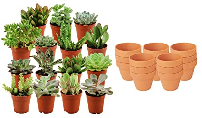 ZynesFlora Succulentes Naturelles en pot de fleurs terre cuite Ø 8.1 cm - Lot de 15 - Hauteur: 5-10 cm - Mélange de Succulentes Petite Variétés Diverses Plantes Grasses d'Intérieur