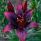 Zwiebeln Baumlilien Lilium Martagon Zwiebeln Lilien Zwiebeln Winterhart MehrjäHrig Mix Lily Zwiebeln Eine Beharrliche VitalitäT Sieht Edel Und Elegant Aus Einen Starken Und SüßEn Geruch-4bulbs-D
