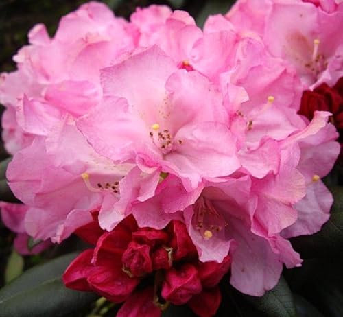 Rhododendron yakushimanum 'Polaris' Japanische Azalee 30-40 cm winterhart Freilandaufzucht