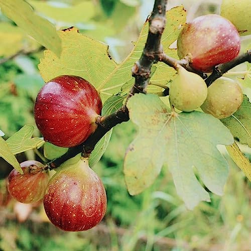 Feigenbaum - obstsamen säulenobst balkongewächshäuser exotische obstpflanzen zwergobstbäume winterhart obstgarten obstbäume kaufen obstbaum geschenke für gärtner seltene 400Samen