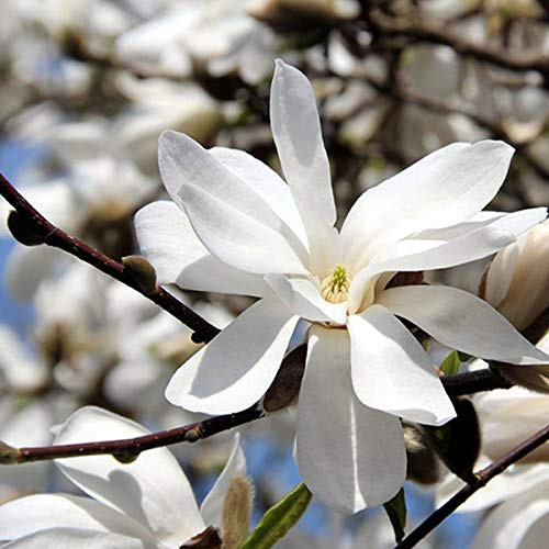 Magnolie 'Merrill' - Magnolia Loebneri 'Merrill' - 50-60 cm Topf - Weiße Blüten und aufrechter Wuchs