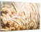 Munera Design - Bild 30x40 - Boho-Stil Nahaufnahme Natur Wiese - Wand-Bilder Wohnzimmer